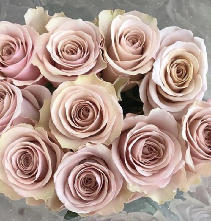 最高バラ 品種 ピンク 最高の花の画像