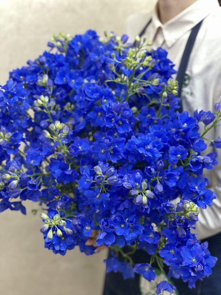Spraydelphinium Super Grand Blue 花屋 はな輔