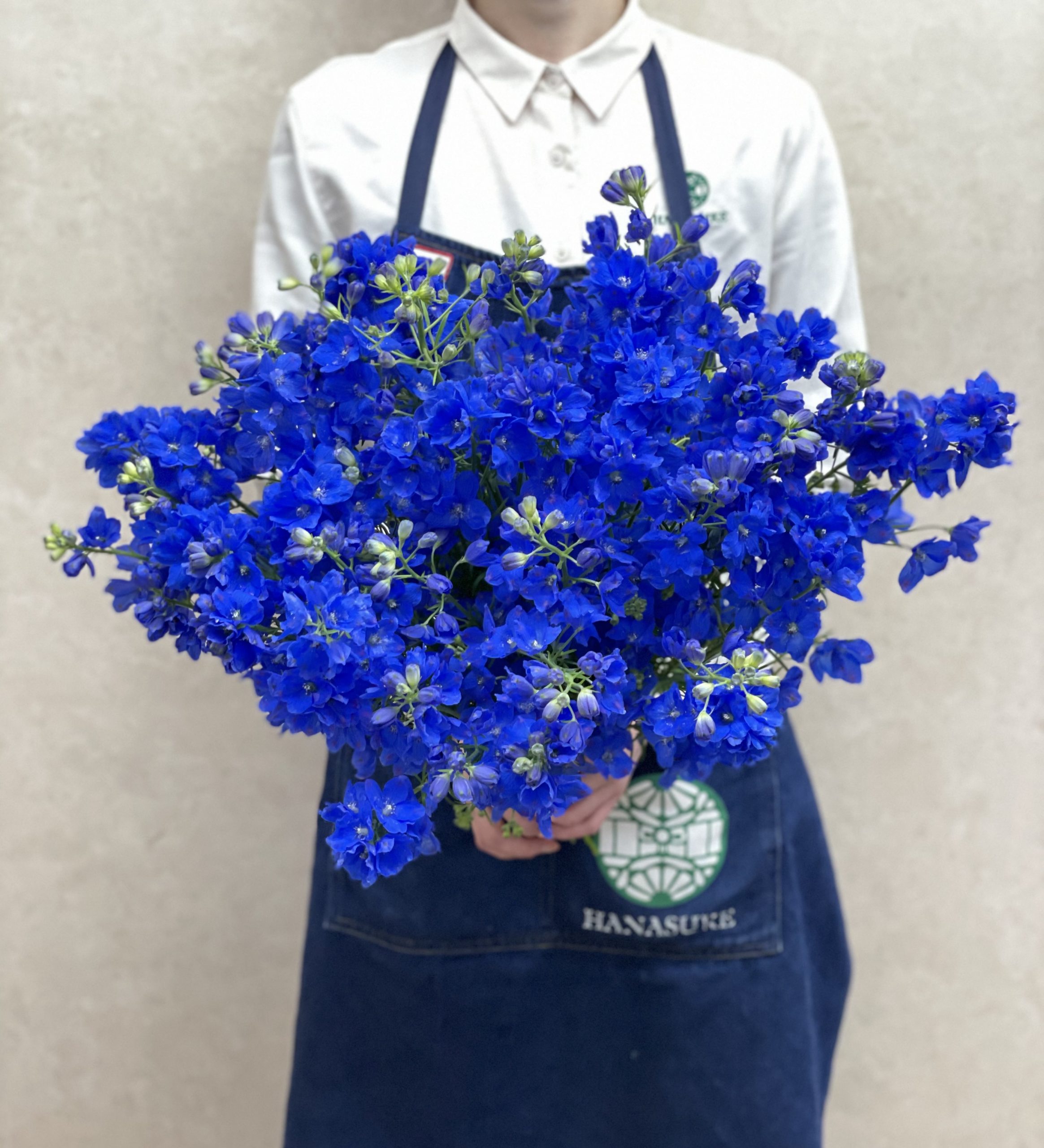 Spraydelphinium Super Grand Blue 花屋 はな輔