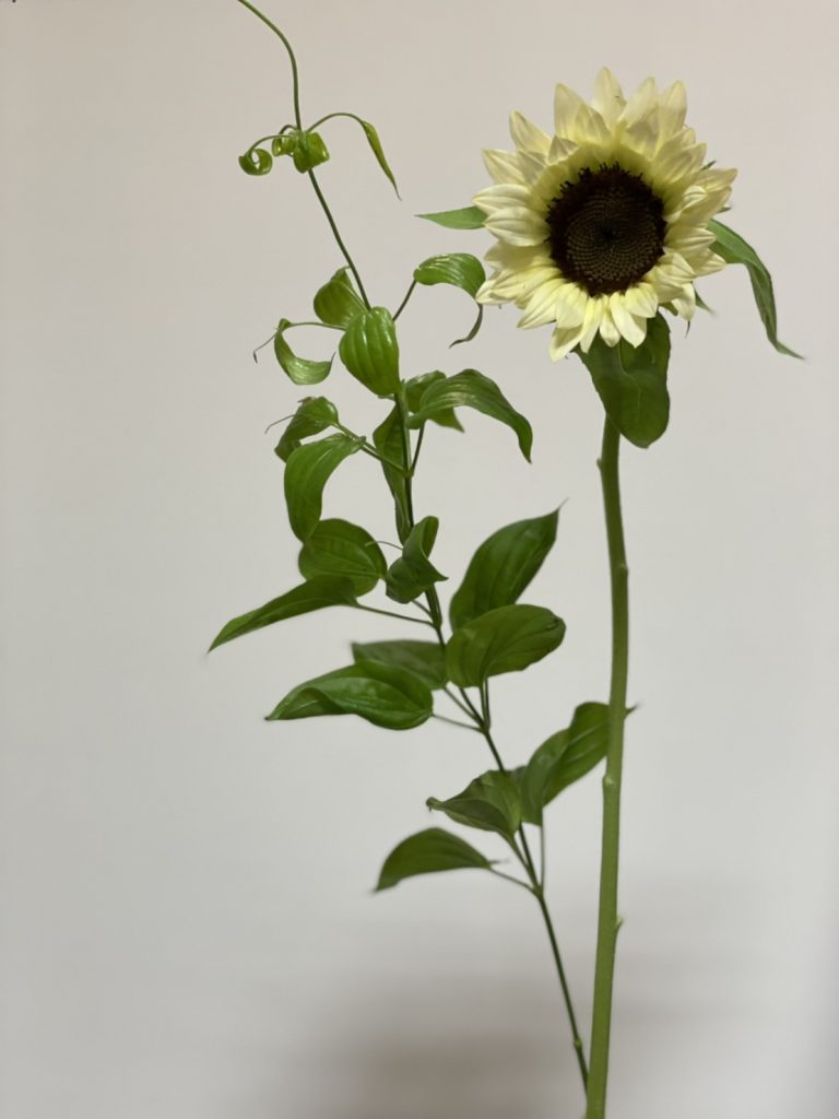 Sunflower White Light 花屋 はな輔