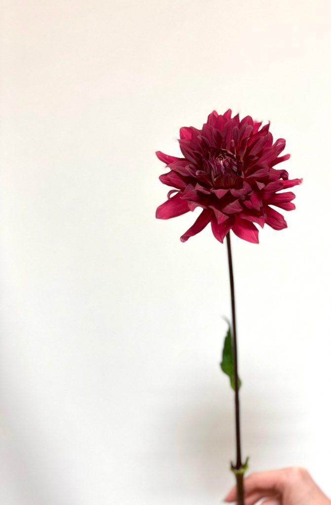 Dahlia Garnet 花屋 はな輔