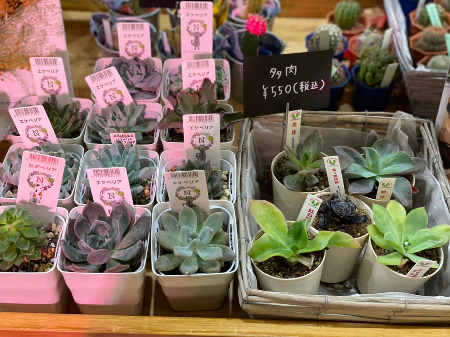 花屋が教える 多肉植物の植え替え 花屋 はな輔