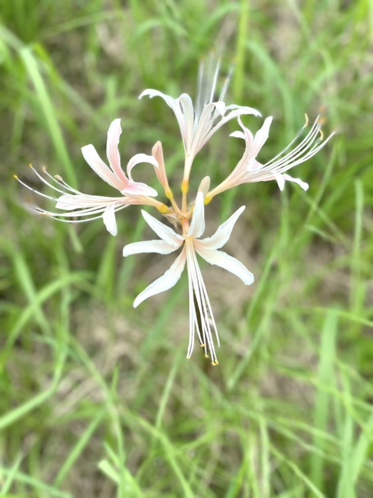 お墓参り お墓に咲いていた花 花屋 はな輔