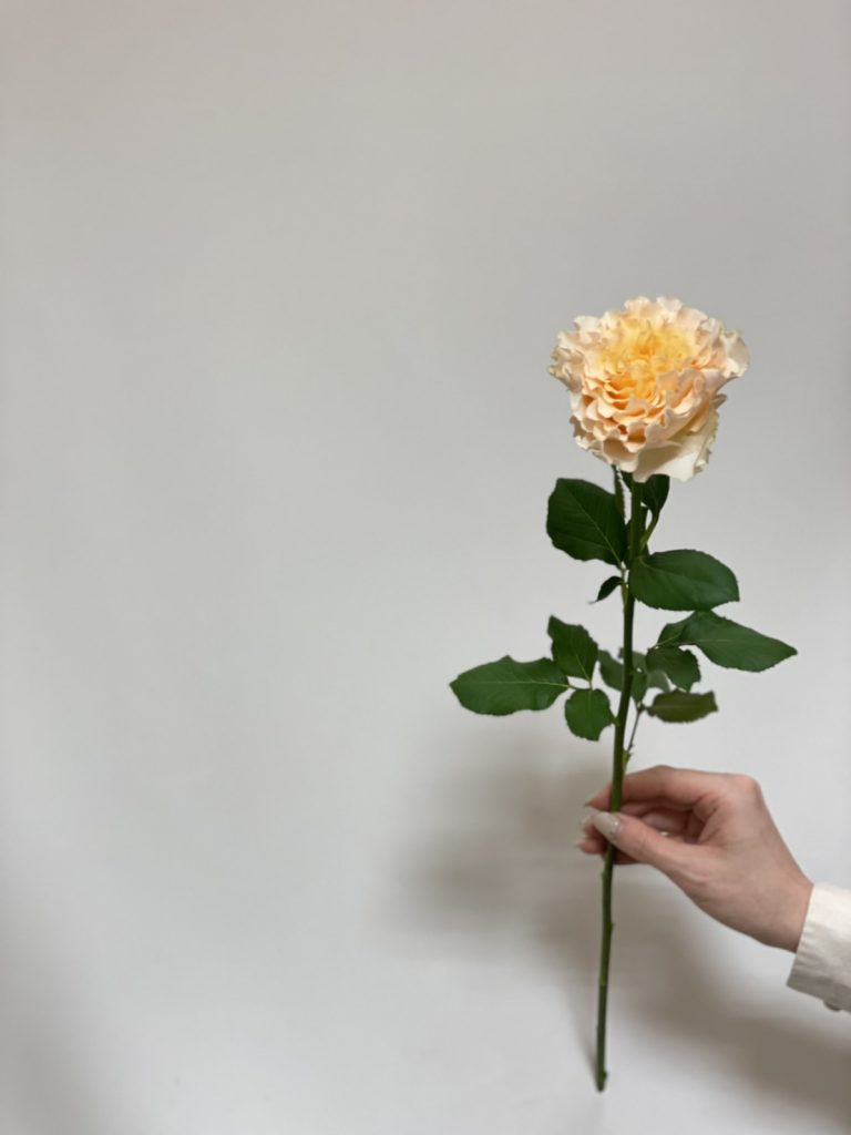 Rose La Campanella 花屋 はな輔