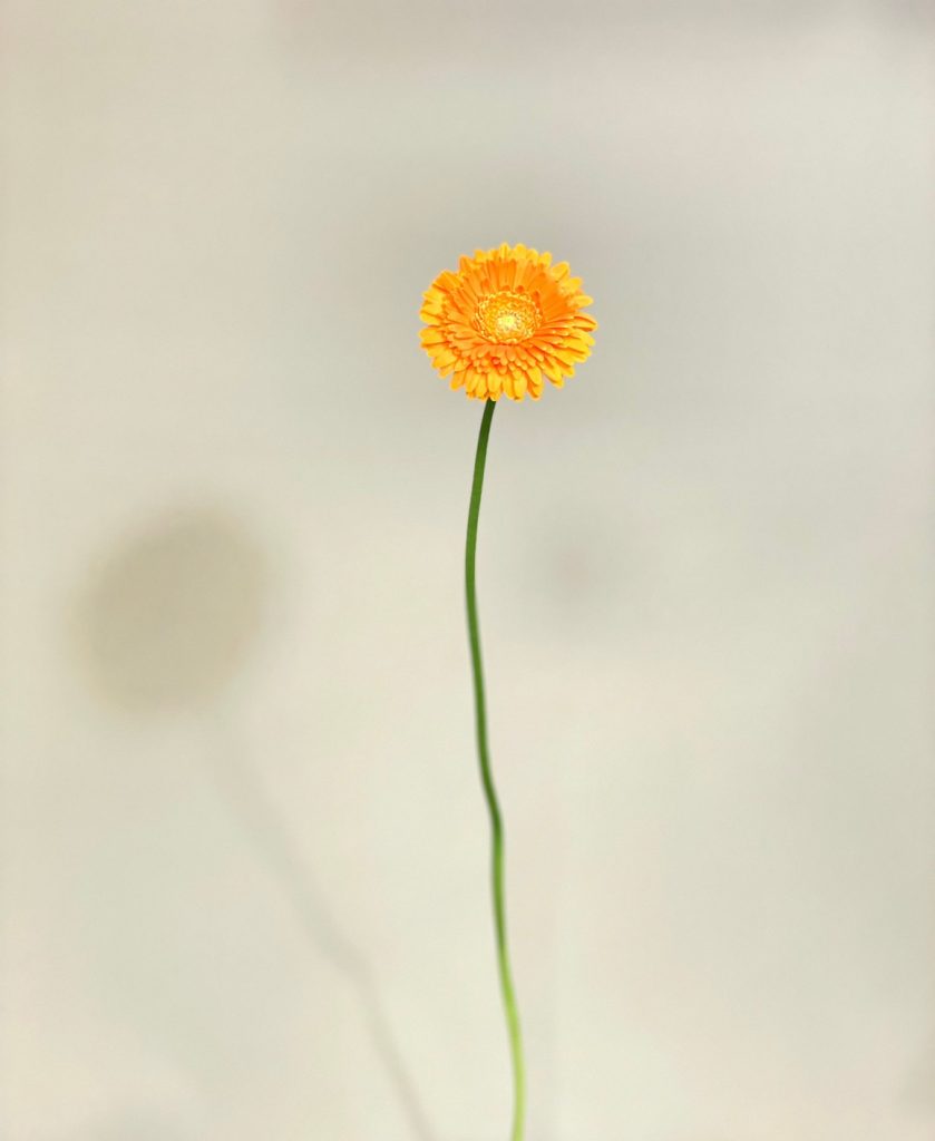 Gerbera Fanta 花屋 はな輔