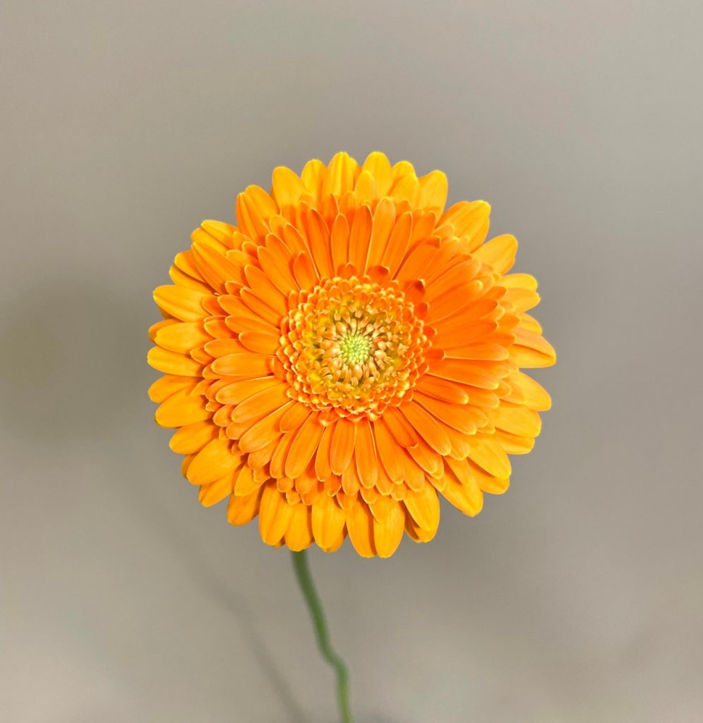 Gerbera Fanta 花屋 はな輔