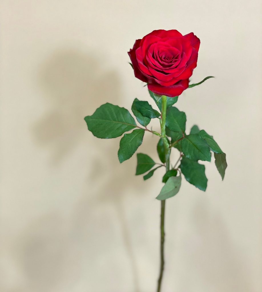 Rose Brillante 花屋 はな輔