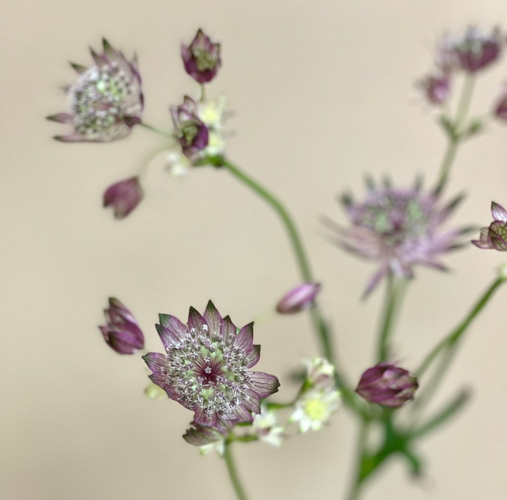 Astrantia Mayor Star Of Africa 花屋 はな輔 Astrantia Mayor Star Of Africa 花屋 はな輔