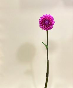 ブログ 花屋 はな輔