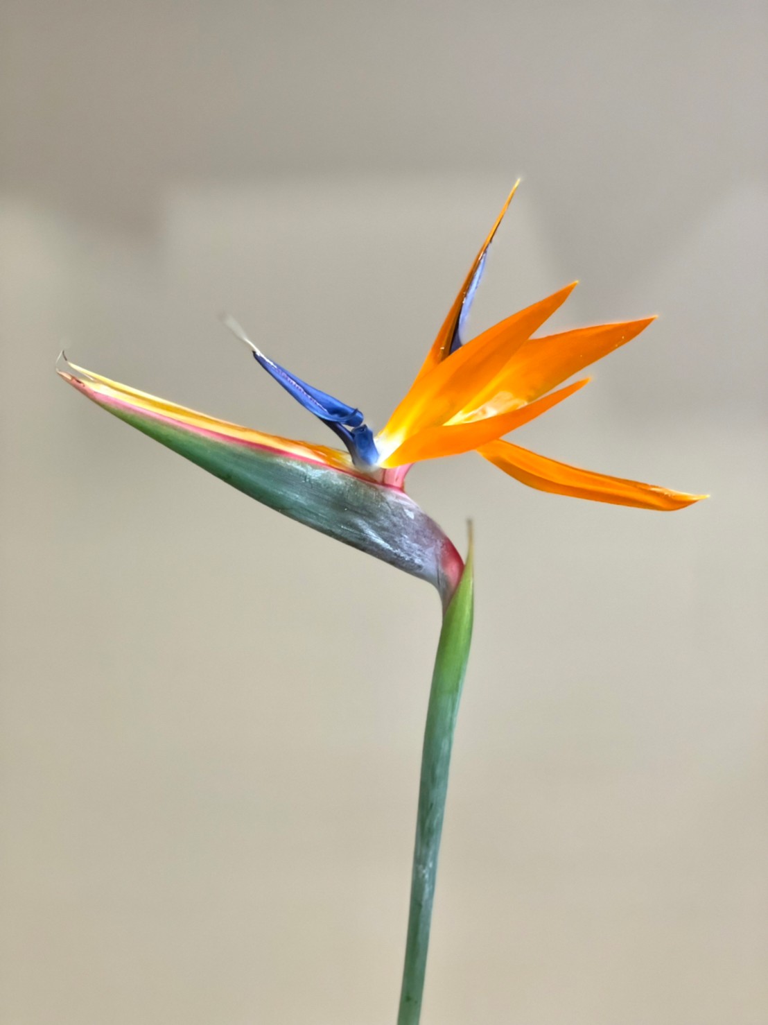 Strelitzia Reginae 花屋 はな輔