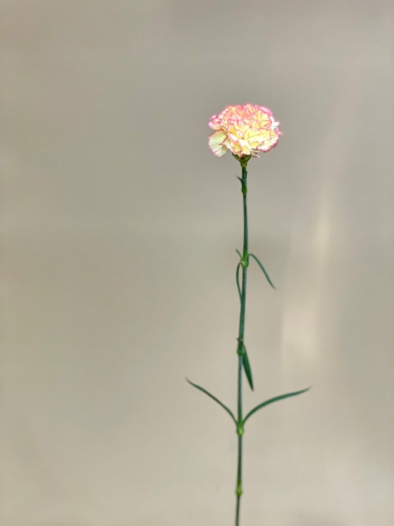 Carnation Yellow Biana 花屋 はな輔 Carnation Yellow Biana 花屋 はな輔