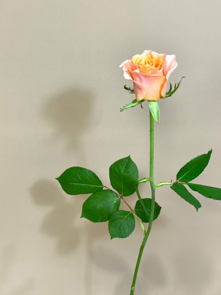 Rose Calpediem 花屋 はな輔