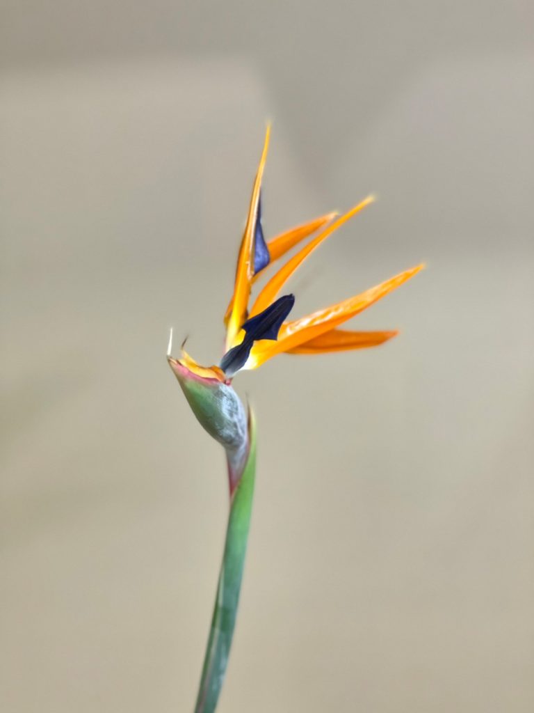 Strelitzia Reginae 花屋 はな輔