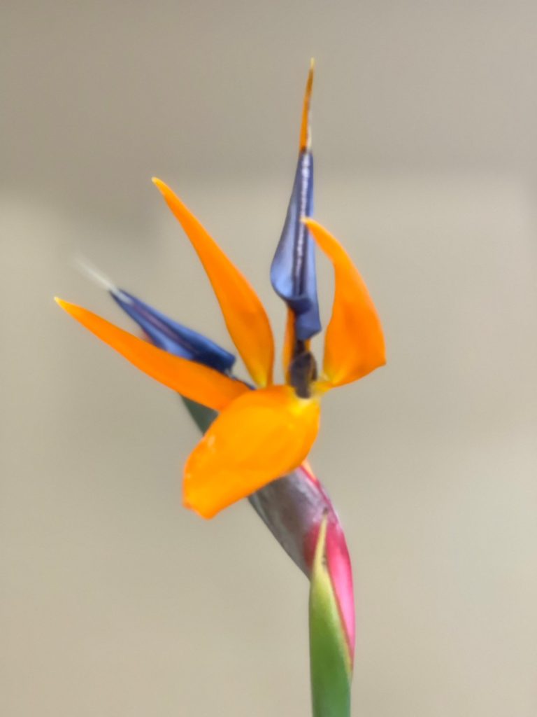 Strelitzia Reginae 花屋 はな輔