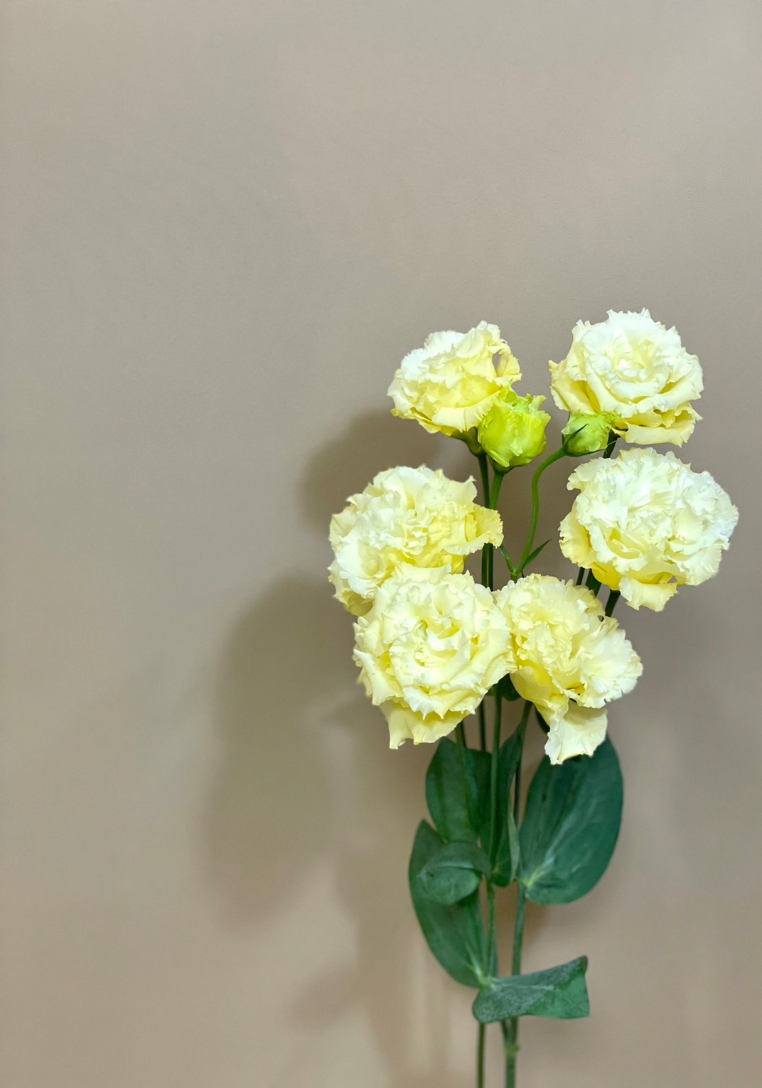 ルカゴールド4 花屋 はな輔 ルカゴールド4 花屋 はな輔