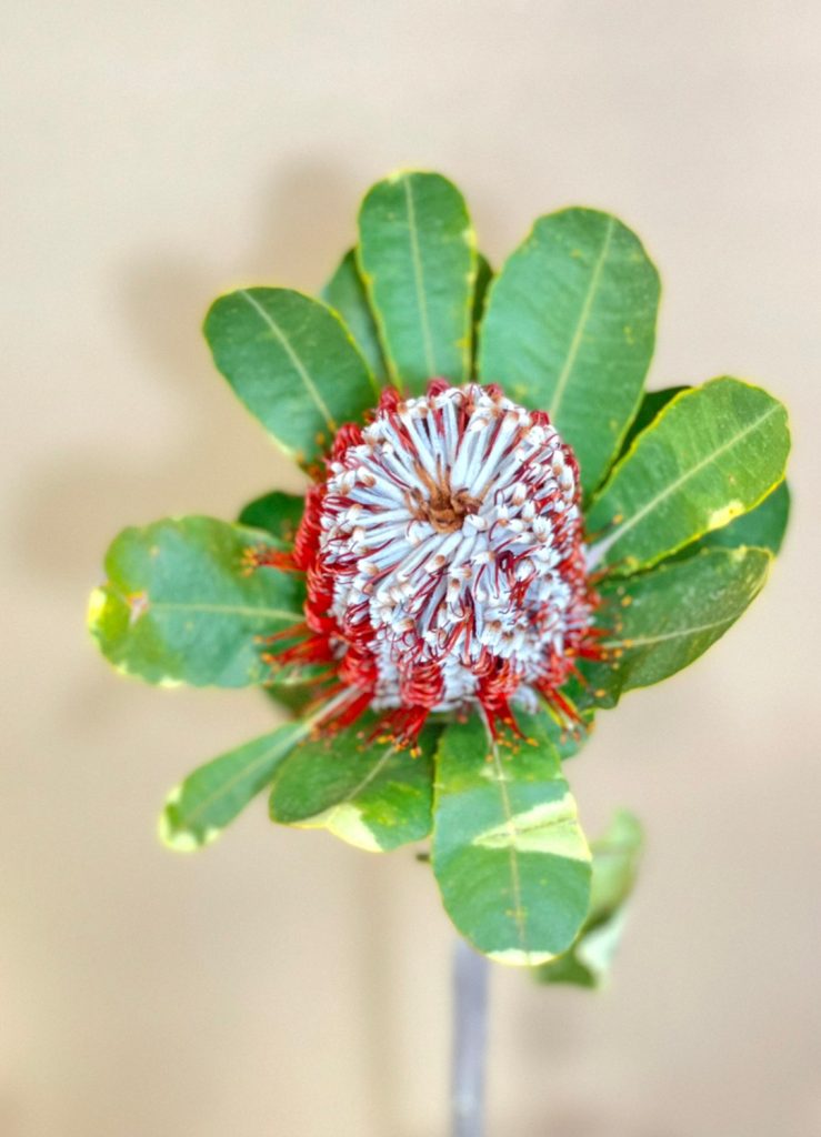 Banksia Coccinea 花屋 はな輔