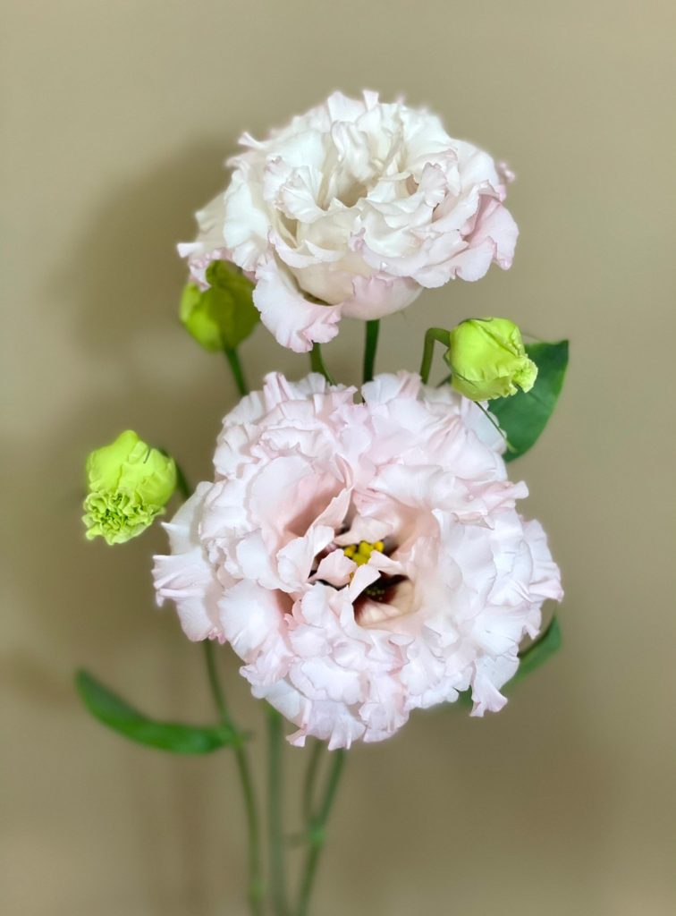 Turkish Bellflower Celebrity Queen 花屋 はな輔