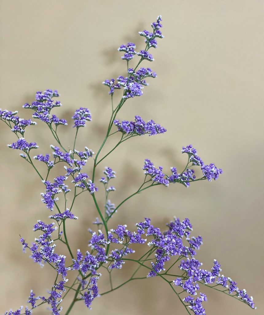 Sea Lavender Blue Fantasia 花屋 はな輔