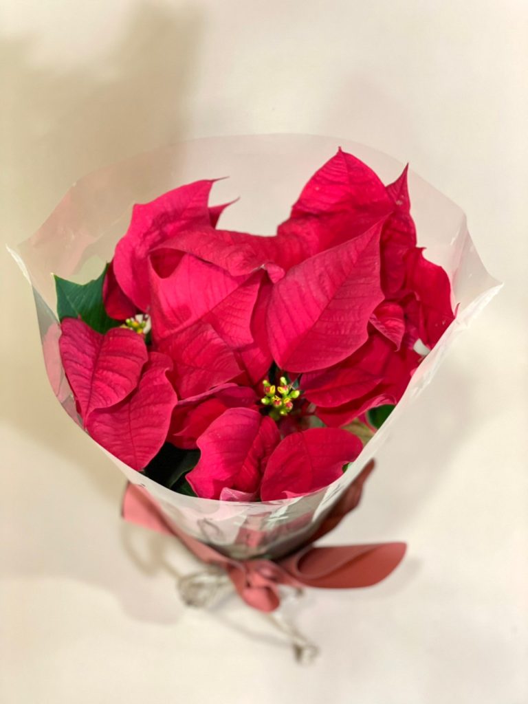 Xmasシーズンの定番 ポインセチアの育て方 花屋 はな輔