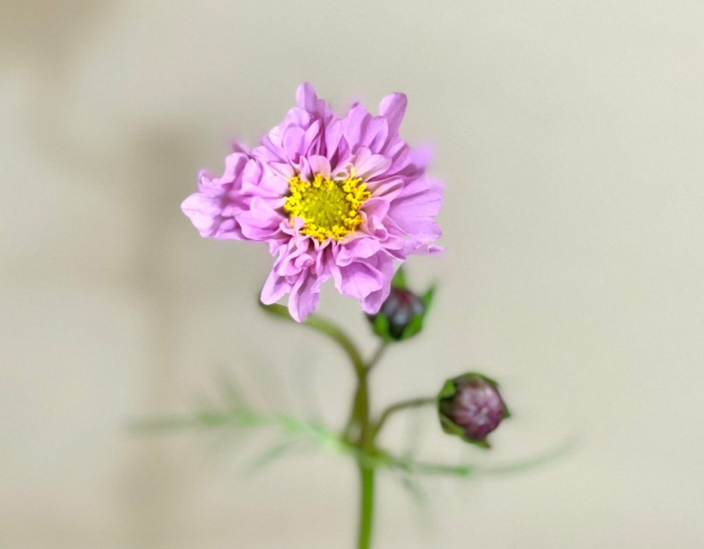 Cosmos Rose Bonbon 花屋 はな輔