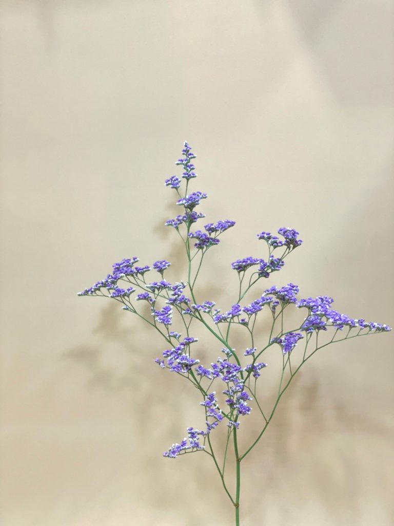 Sea Lavender'Blue Fantasia' | 花屋 はな輔
