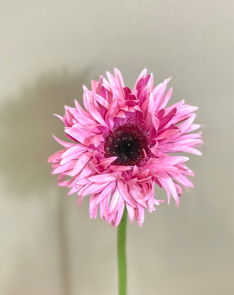 Gerbera'mini spider' | 花屋 はな輔