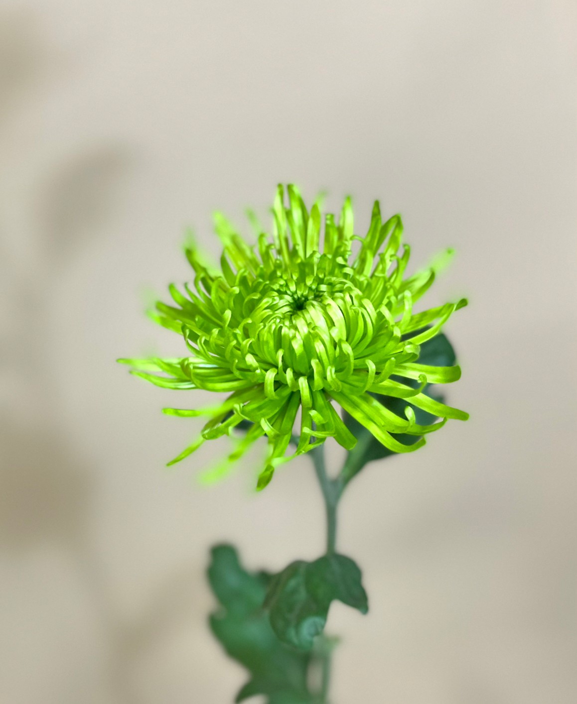 菊 アナスタシア 花屋 はな輔