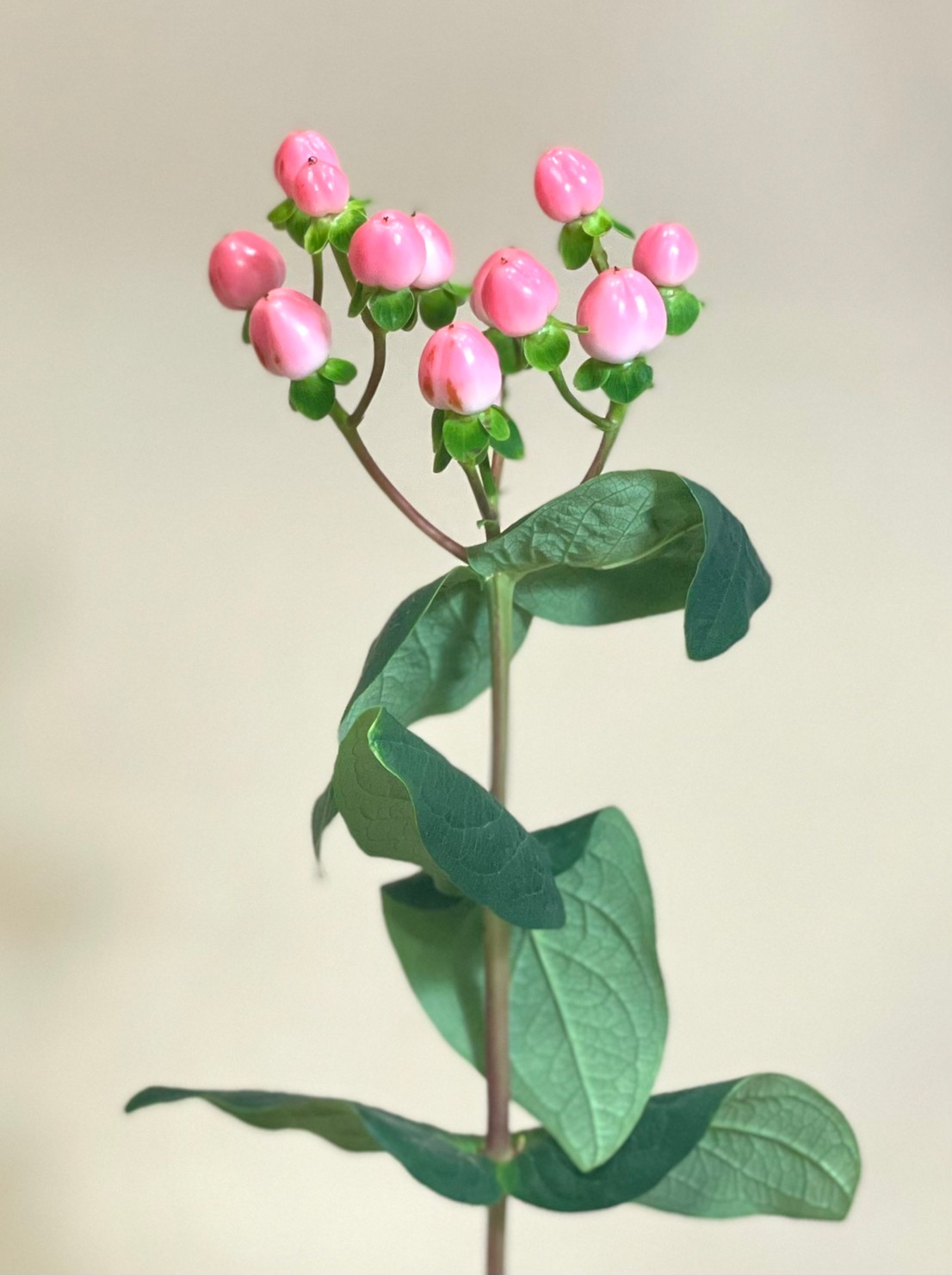 Hypericum’Coco casino’ | 花屋 はな輔