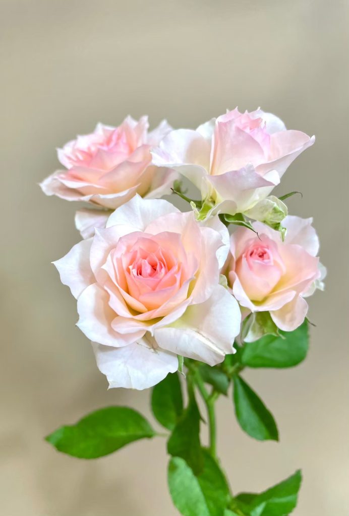 Sprayrose Fancy Roller 花屋 はな輔