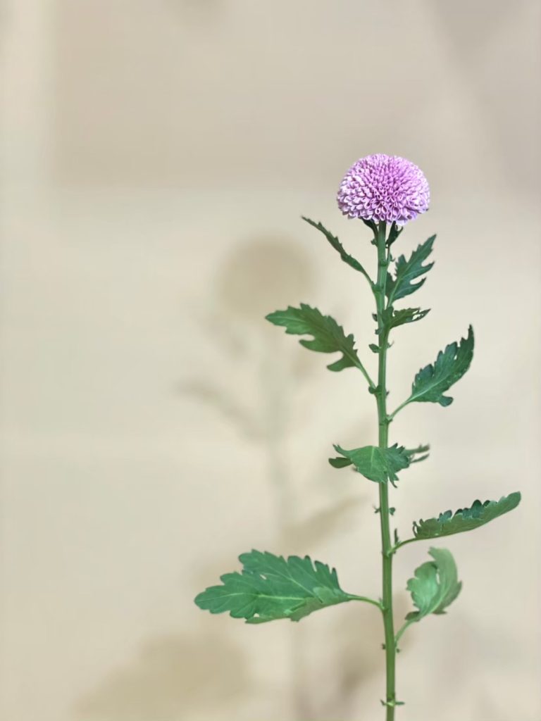 Pingpong Mum Bonbon 花屋 はな輔