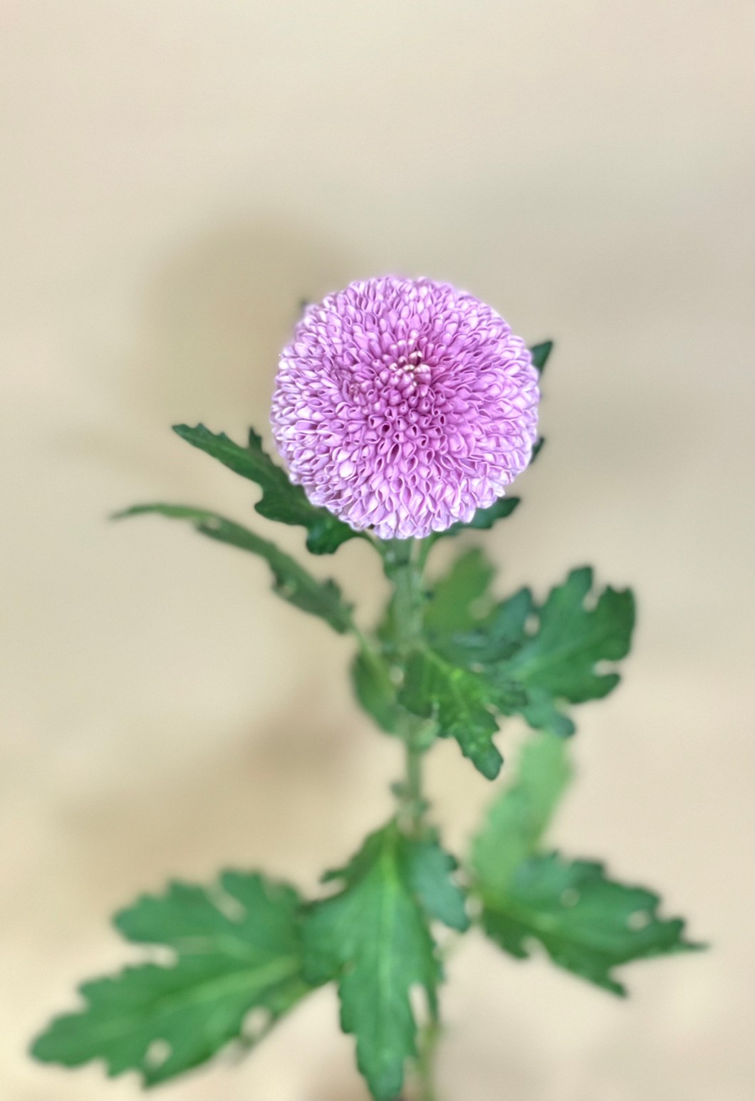 Pingpong Mum Bonbon 花屋 はな輔