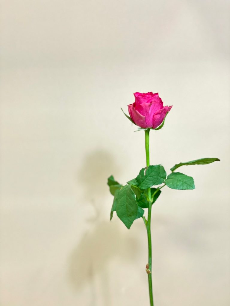 Rose Lyra 花屋 はな輔