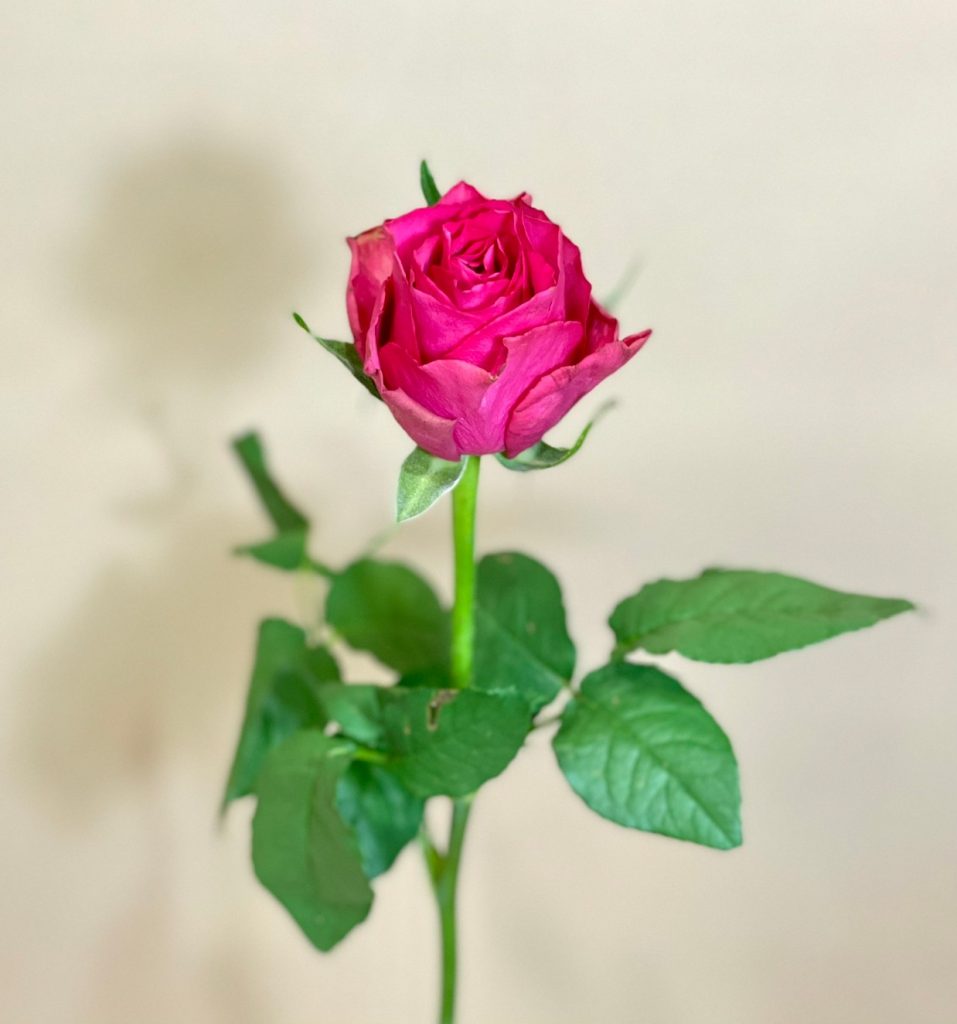 Rose Lyra 花屋 はな輔