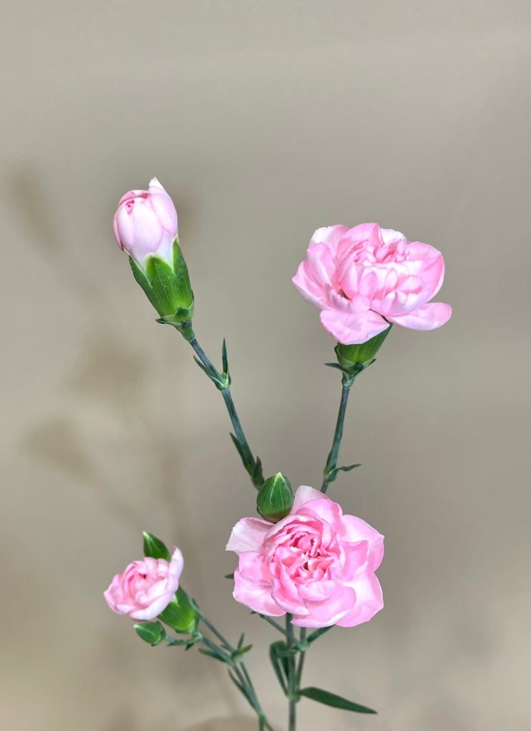 スプレーカーネーション アテナ 花屋 はな輔