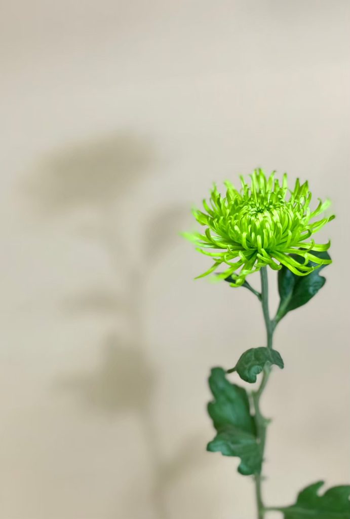 菊 アナスタシア 花屋 はな輔