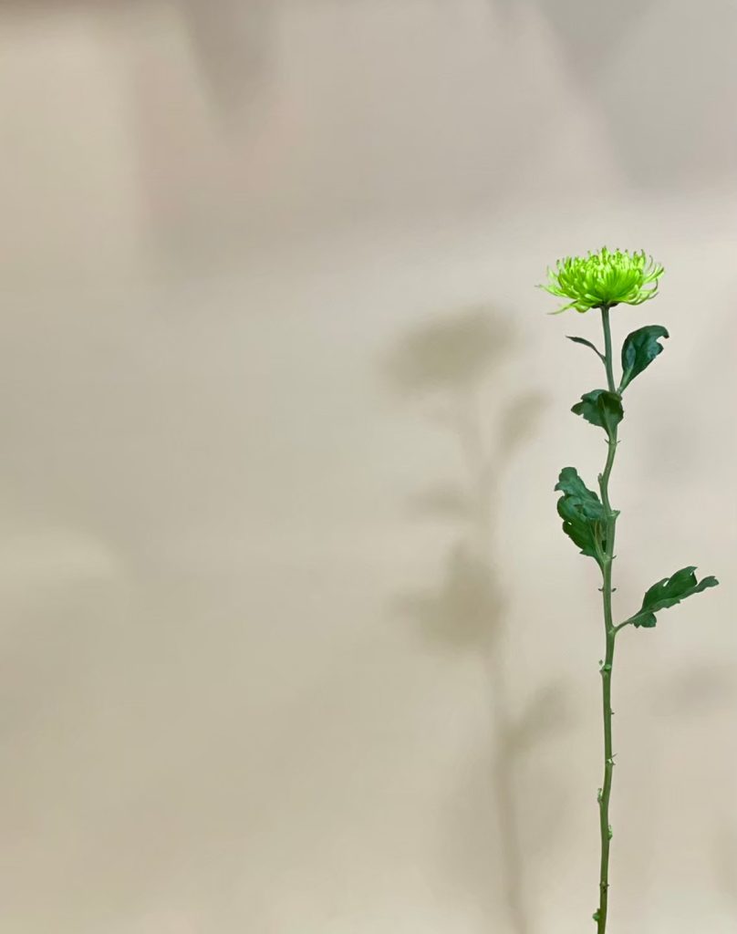 菊 アナスタシア 花屋 はな輔