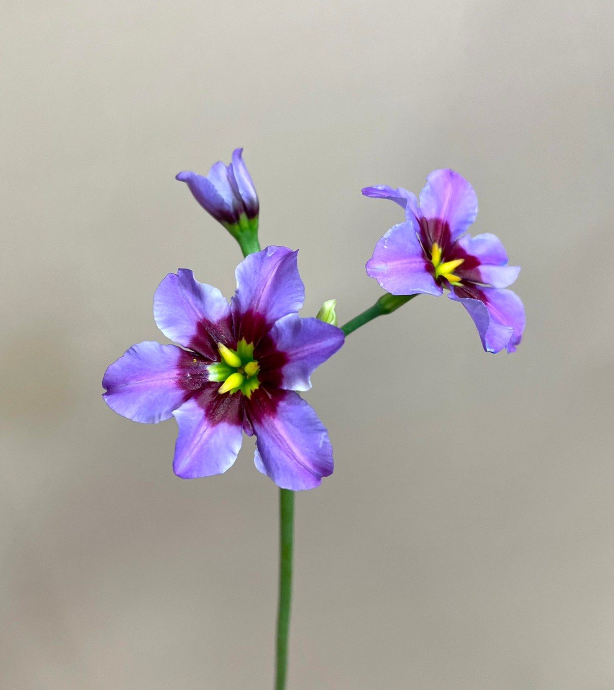 今が旬の切り花をご紹介 2月 花屋 はな輔