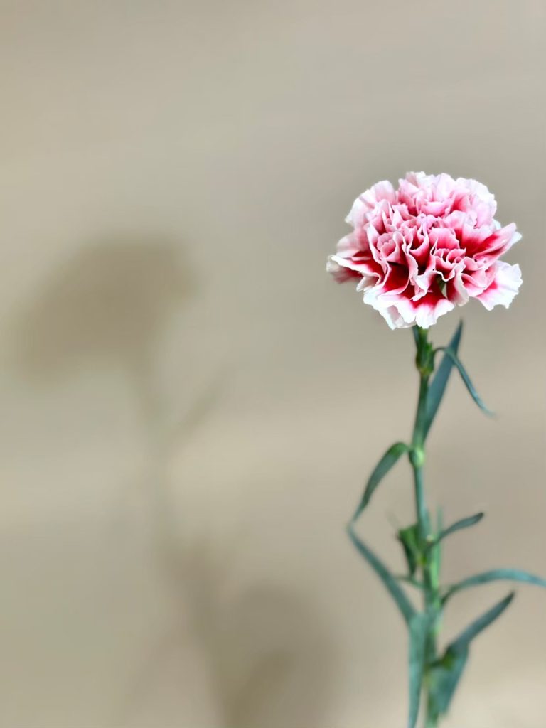 カーネーション チェリオ 花屋 はな輔