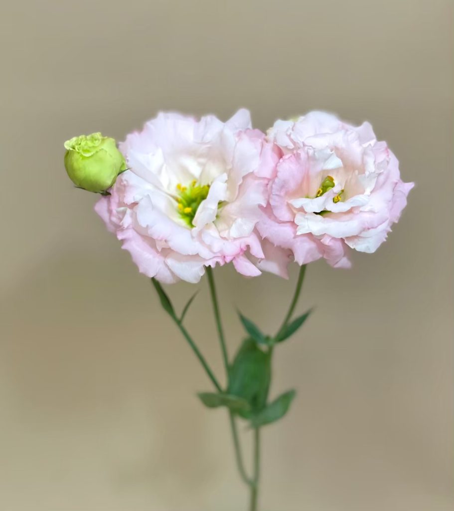 トルコキキョウ ベールライトピンク 花屋 はな輔