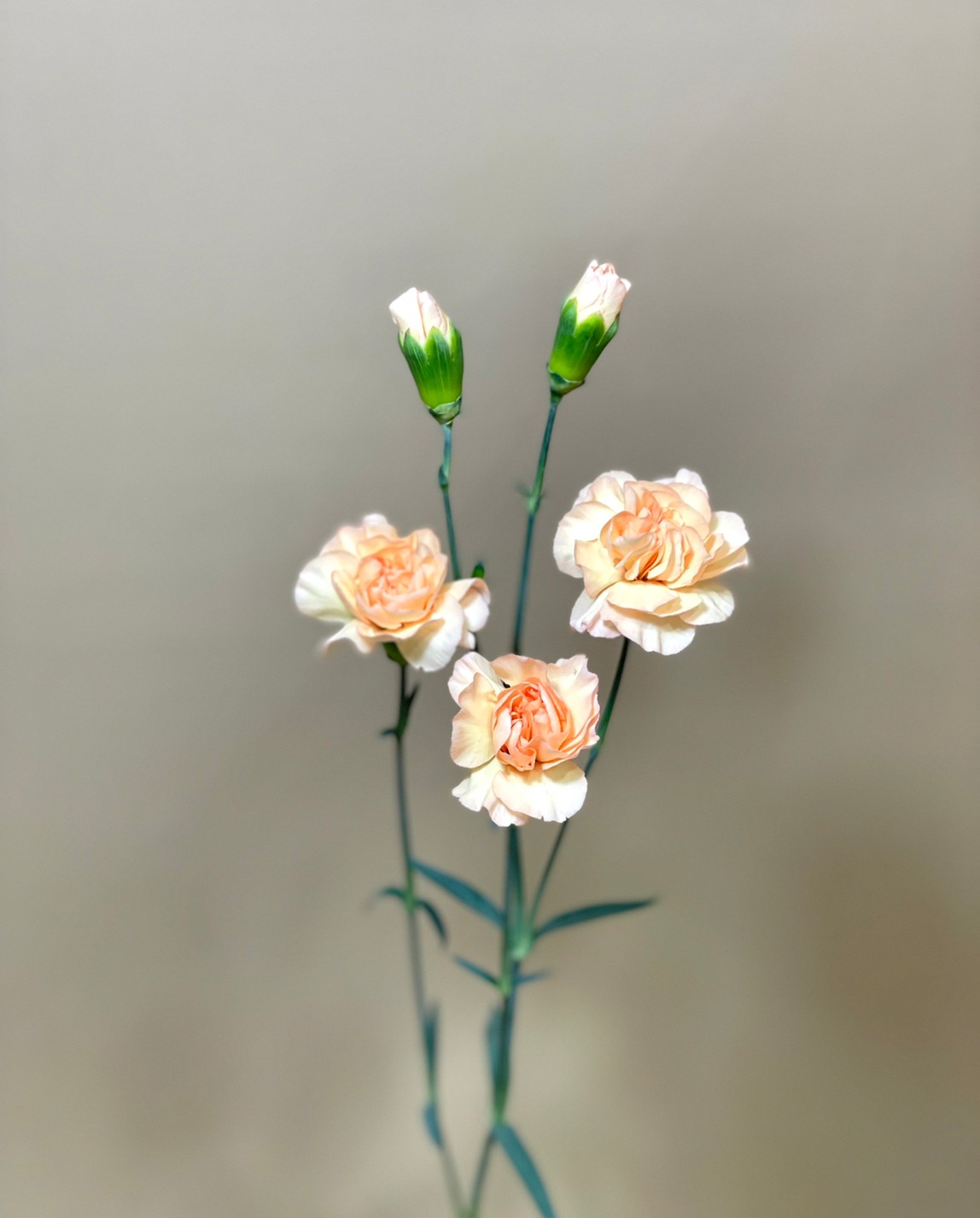 スプレーカーネーション サラダ 花屋 はな輔