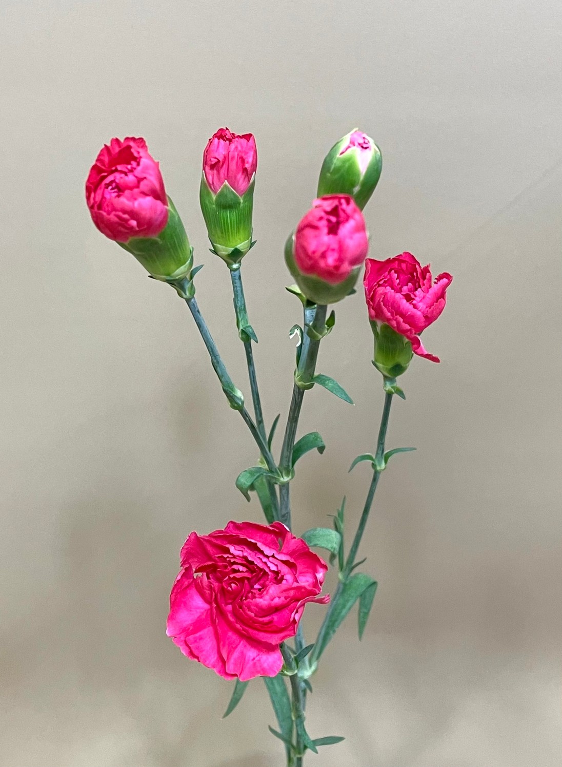 スプレーカーネーション ピジョン 花屋 はな輔