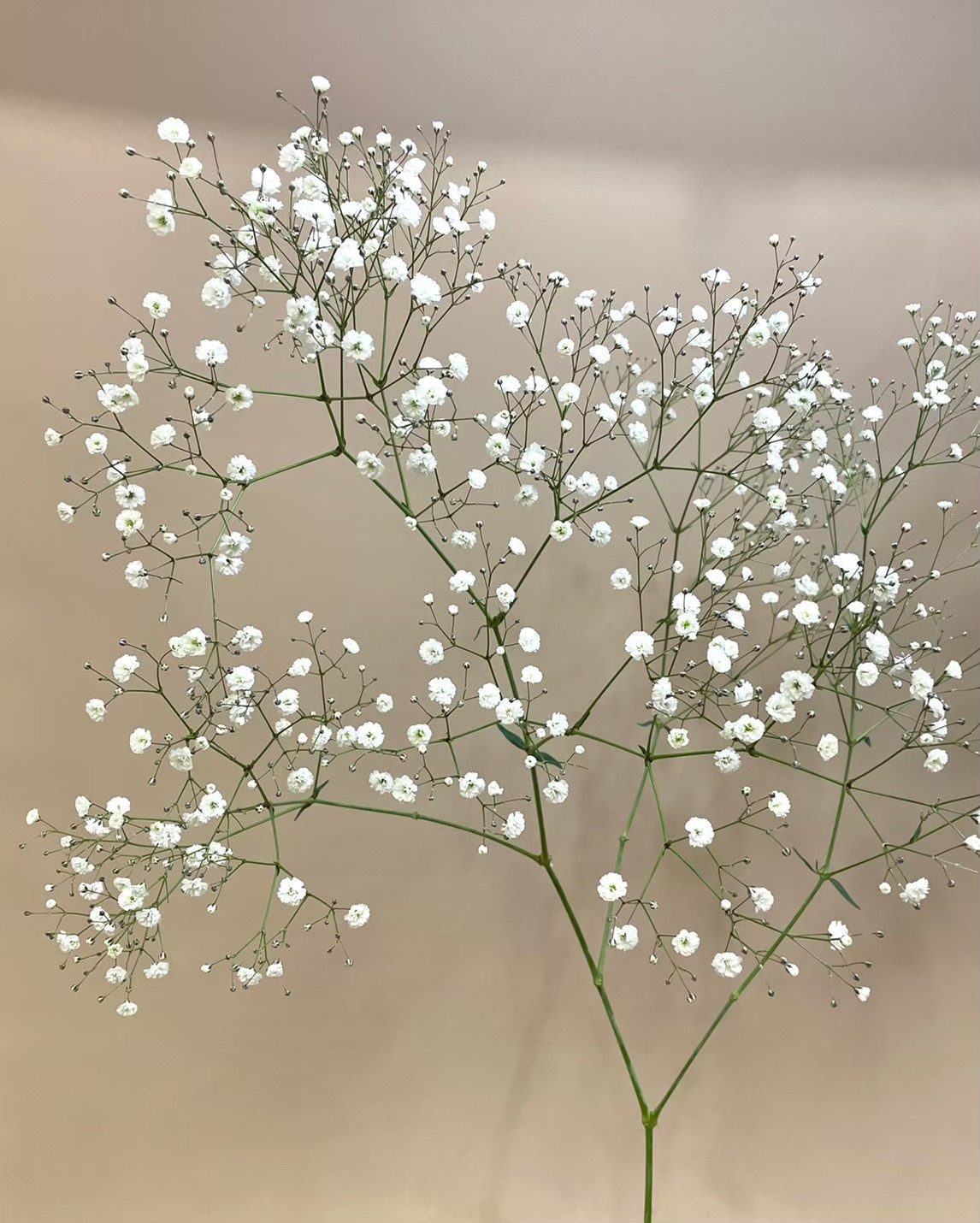 カスミ草 ベールスター 花屋 はな輔