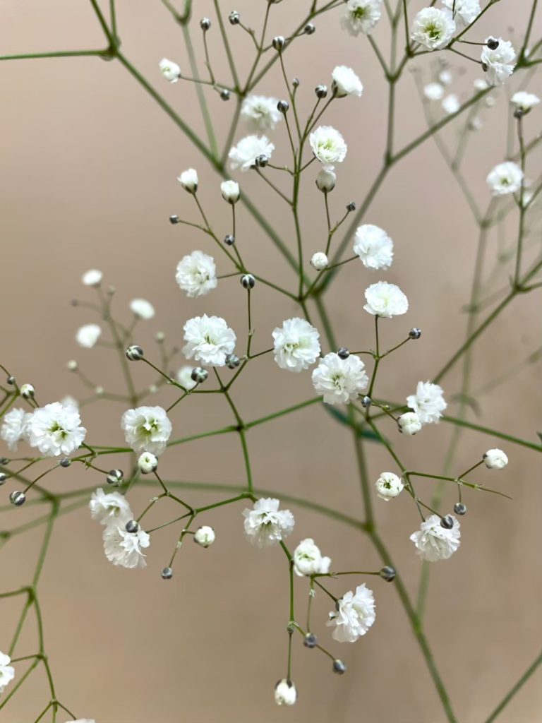 カスミ草 ベールスター 花屋 はな輔