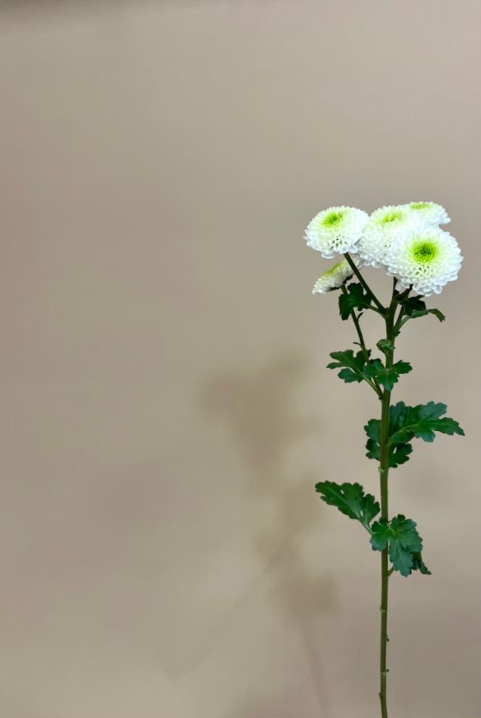 スプレーマム ランタン 花屋 はな輔