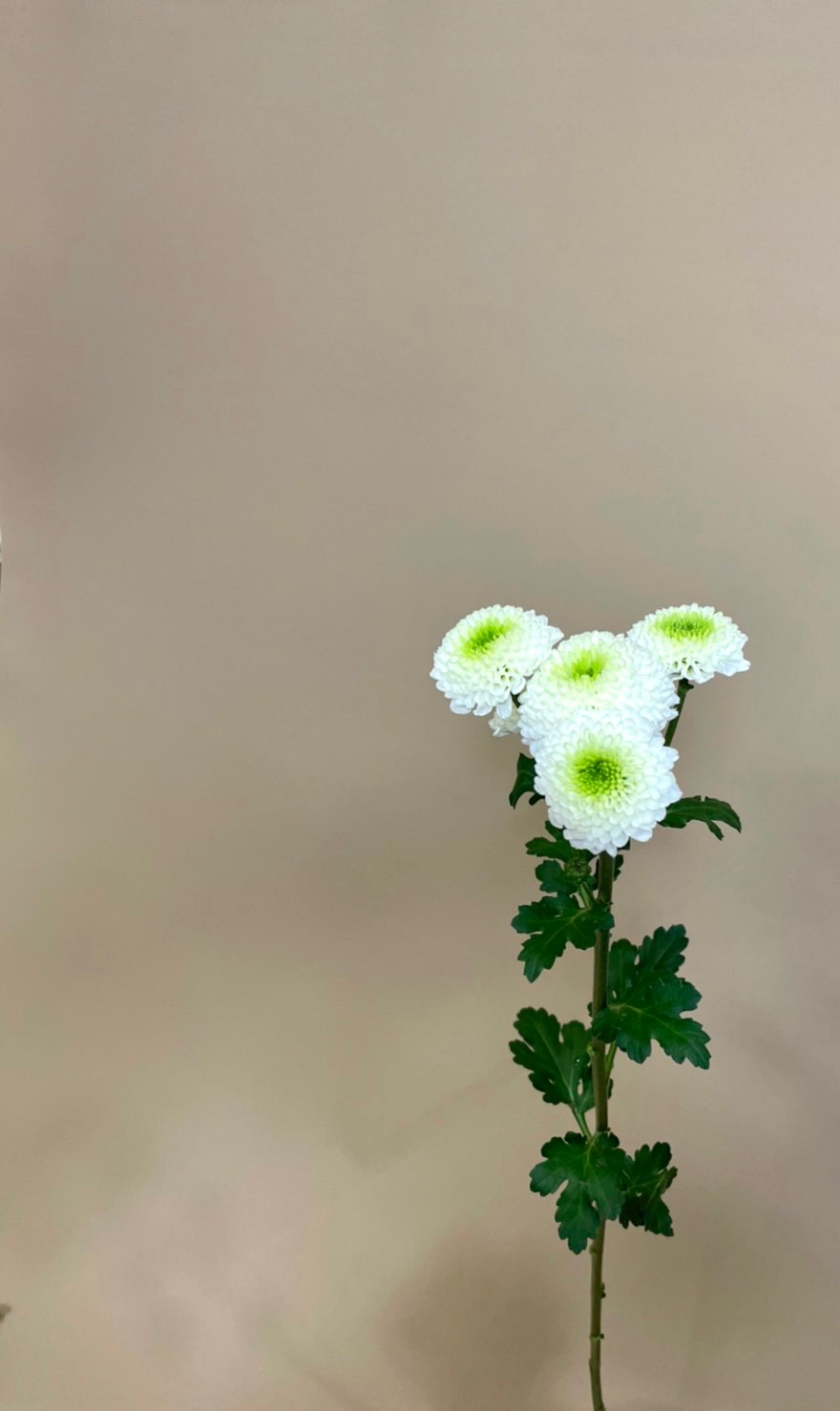 スプレーマム ランタン 花屋 はな輔