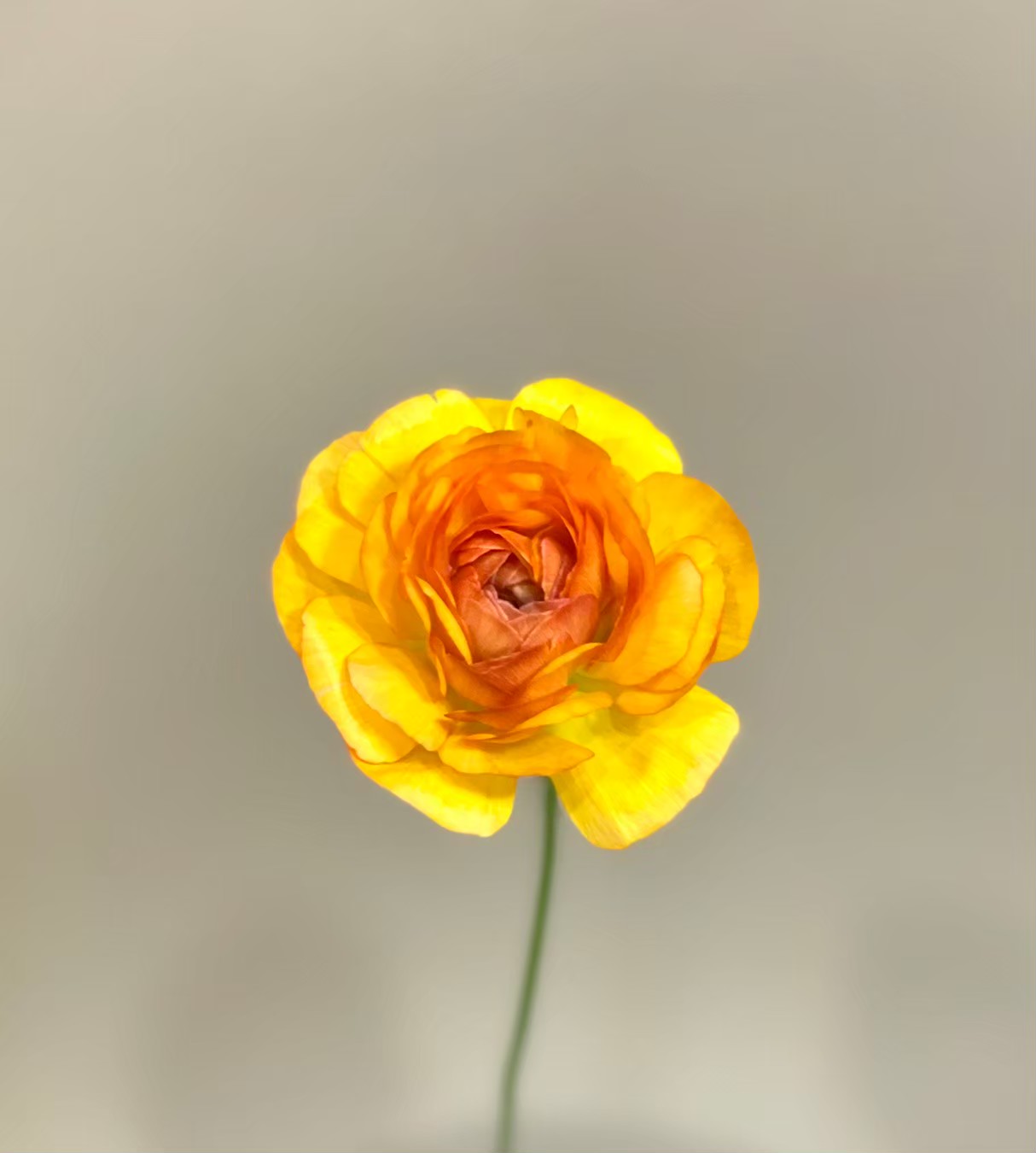 ラナンキュラス エムオレンジ 花屋 はな輔