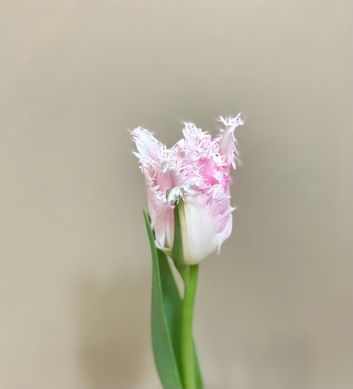 チューリップ ハウステンボス 花屋 はな輔