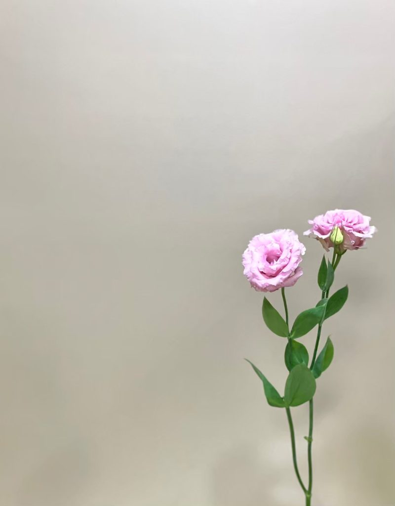 トルコキキョウ ボンボヤージュスイートピンク 花屋 はな輔