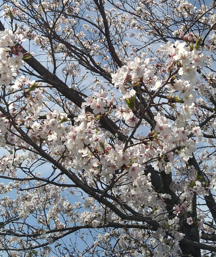 今が旬の切り花をご紹介 4月 花屋 はな輔