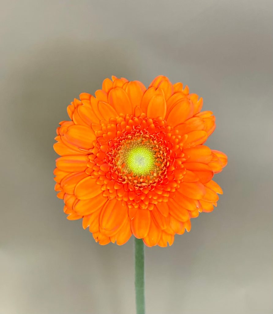 ガーベラ ドリト 花屋 はな輔